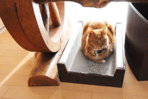 猫ちゃんも快適そうです